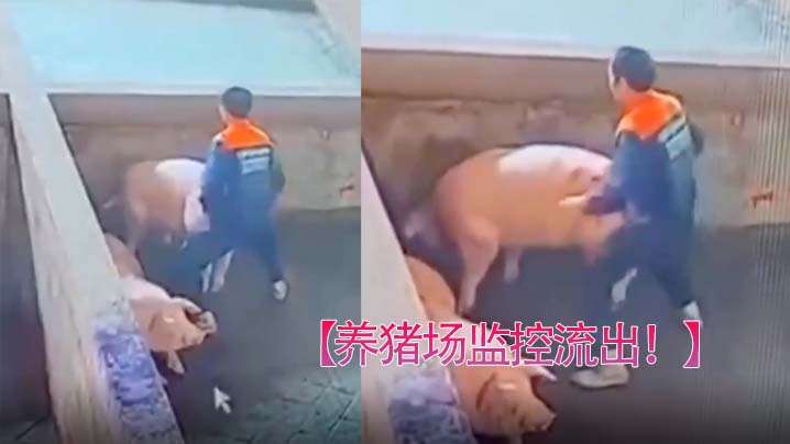 YUIG-835 养猪场监控流出只要有洞就可以草